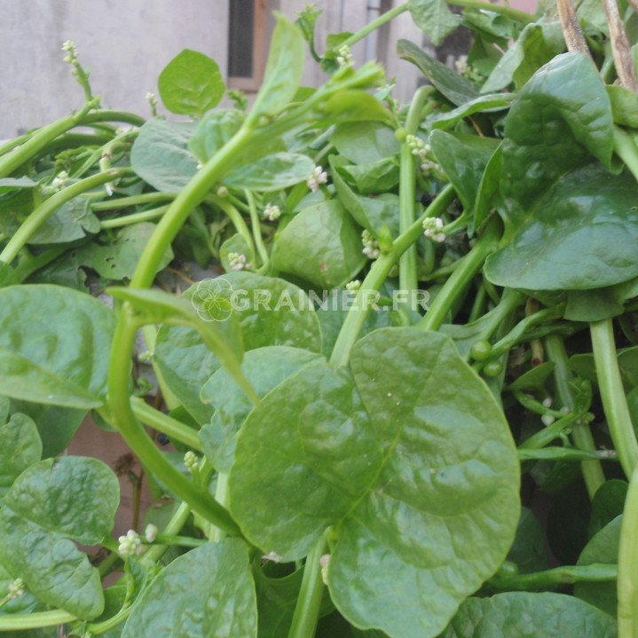 Malabar spinach, the basel, Basella Alba image